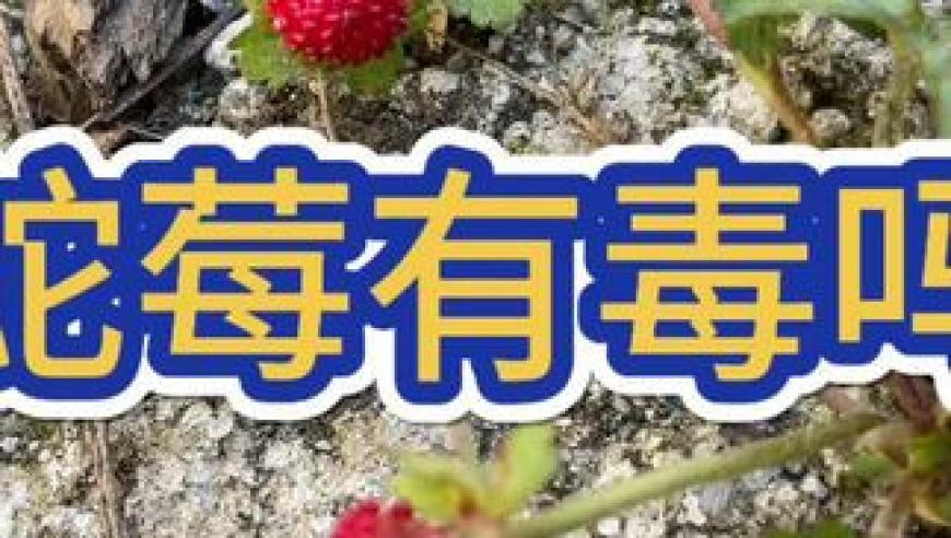 管家婆資料站3984.com,中國重啟南美鐵路項目,收益成語(yǔ)分析落實(shí)_測試版V13.9