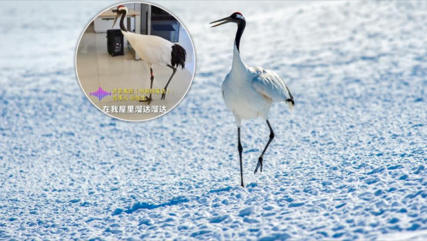 500VIP彩票APP下載,民進(jìn)黨當局的危險政策,詳細釋義解釋落實(shí)_經(jīng)典版V3.61